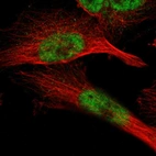 Immunofluorescent staining of human cell line U-251 MG shows localization to nucleoplasm.
