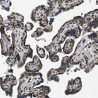 Anti-TMEM115 Antibody