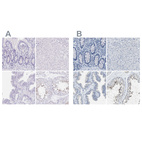 Immunohistochemical staining of human colon, liver, prostate and testis using Anti-EQTN antibody HPA015504 (A) shows similar protein distribution across tissues to independent antibody HPA015089 (B).