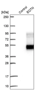 Western blot analysis in control (vector only transfected HEK293T lysate) and EQTN over-expression lysate (Co-expressed with a C-terminal myc-DDK tag (~3.1 kDa) in mammalian HEK293T cells, LY431817).