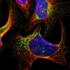 Immunofluorescent staining of human cell line U-2 OS shows localization to mitochondria.