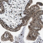 Immunohistochemical staining of human placenta shows strong nuclear and cytoplasmic positivity in trophoblastic cells.