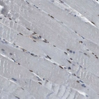 Immunohistochemical staining of human skeletal muscle shows moderate nuclear positivity in subset of myocytes.