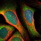 Immunofluorescent staining of human cell line U-2 OS shows localization to nucleus, nucleoli & cytosol.