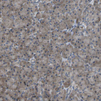 Anti-HADHA Antibody