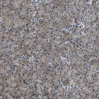 Immunohistochemical staining of human pancreas shows moderate cytoplasmic positivity in exocrine glandular cells.