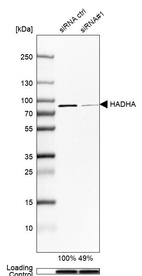Anti-HADHA Antibody