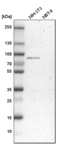 Western blot analysis in mouse cell line NIH-3T3 and rat cell line NBT-II.