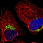 Immunofluorescent staining of human cell line U-2 OS shows localization to mitochondria.