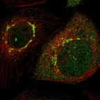 Immunofluorescent staining of human cell line A-431 shows localization to nucleoplasm & the Golgi apparatus.