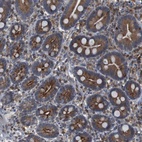 Anti-ARL6IP5 Antibody
