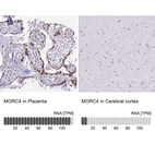 Anti-MORC4 Antibody