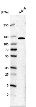 Western blot analysis in human cell line A-549.