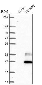 Western blot analysis in control (vector only transfected HEK293T lysate) and CD300E over-expression lysate (Co-expressed with a C-terminal myc-DDK tag (~3.1 kDa) in mammalian HEK293T cells, LY405761).