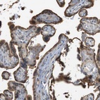 Immunohistochemical staining of human placenta shows high expression.