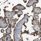 Immunohistochemical staining of human placenta shows high expression.