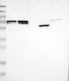 Anti-MFAP1 Antibody