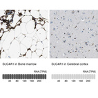 Anti-SLC4A1 Antibody