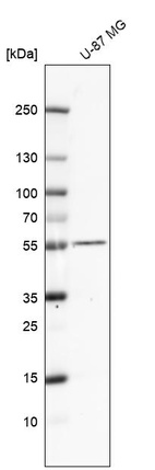 Western blot analysis in human cell line U-87 MG.