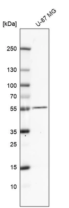 Western blot analysis in human cell line U-87 MG.