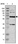 Anti-ITFG1 Antibody