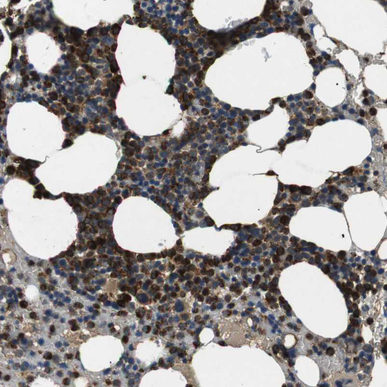 Anti-TBC1D15 Antibody