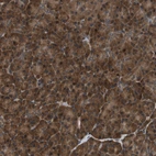 Immunohistochemical staining of human pancreas shows strong cytoplasmic positivity in exocrine glandular cells.