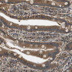 Immunohistochemical staining of human duodenum shows strong cytoplasmic positivity in glandular cells.