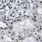 Immunohistochemical staining of human kidney using Anti-NSRP1 antibody HPA015593.