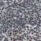 Immunohistochemical staining of human lymph node using Anti-NSRP1 antibody HPA015593.