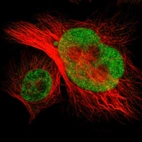 Immunofluorescent staining of human cell line U-251 MG shows localization to nucleoplasm.
