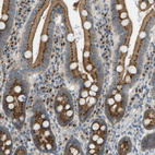 Immunohistochemical staining of human duodenum shows strong granular cytoplasmic positivity in glandular cells.