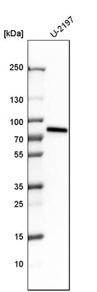 Western blot analysis in human cell line U-2197.