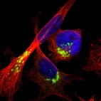 Immunofluorescent staining of human cell line U-251 MG shows localization to the Golgi apparatus.