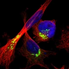 Immunofluorescent staining of human cell line U-251 MG shows localization to the Golgi apparatus.