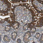 Immunohistochemical staining of human small intestine shows moderate cytoplasmic positivity in glandular cells.