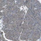 Immunohistochemical staining of human pancreas shows very weak positivity in exocrine glandular cells as expected.