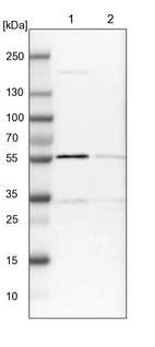 Lane 1: NIH-3T3 cell lysate (Mouse embryonic fibroblast cells)_br/_Lane 2: NBT-II cell lysate (Rat Wistar bladder tumour cells)