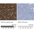 Anti-GAP43 Antibody