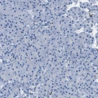 Immunohistochemical staining of human pancreas shows low expression as expected.