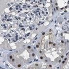 Immunohistochemical staining of human kidney using Anti-NSRP1 antibody HPA015603.