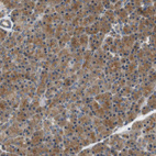 Immunohistochemical staining of human pancreas show strong cytoplasmic positivity in exocrine glandular cells.
