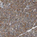 Immunohistochemical staining of human pancreas show strong cytoplasmic positivity in exocrine glandular cells.