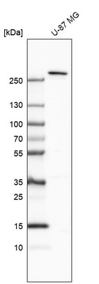 Western blot analysis in human cell line U-87 MG.