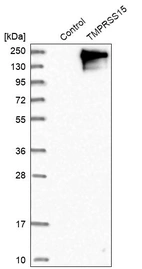 Western blot analysis in control (vector only transfected HEK293T lysate) and TMPRSS15 over-expression lysate (Co-expressed with a C-terminal myc-DDK tag (~3.1 kDa) in mammalian HEK293T cells, LY419121).
