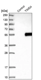 Western blot analysis in control (vector only transfected HEK293T lysate) and TIMD4 over-expression lysate (Co-expressed with a C-terminal myc-DDK tag (~3.1 kDa) in mammalian HEK293T cells, LY408645).