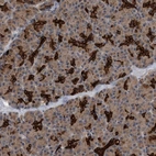 Anti-BAIAP3 Antibody