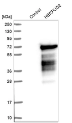Western blot analysis in control (vector only transfected HEK293T lysate) and HERPUD2 over-expression lysate (Co-expressed with a C-terminal myc-DDK tag (~3.1 kDa) in mammalian HEK293T cells, LY411694).