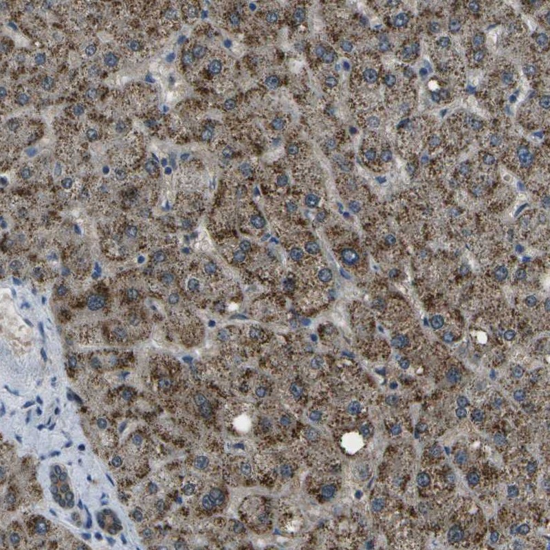Anti-APOBEC4 Antibody