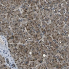Anti-APOBEC4 Antibody